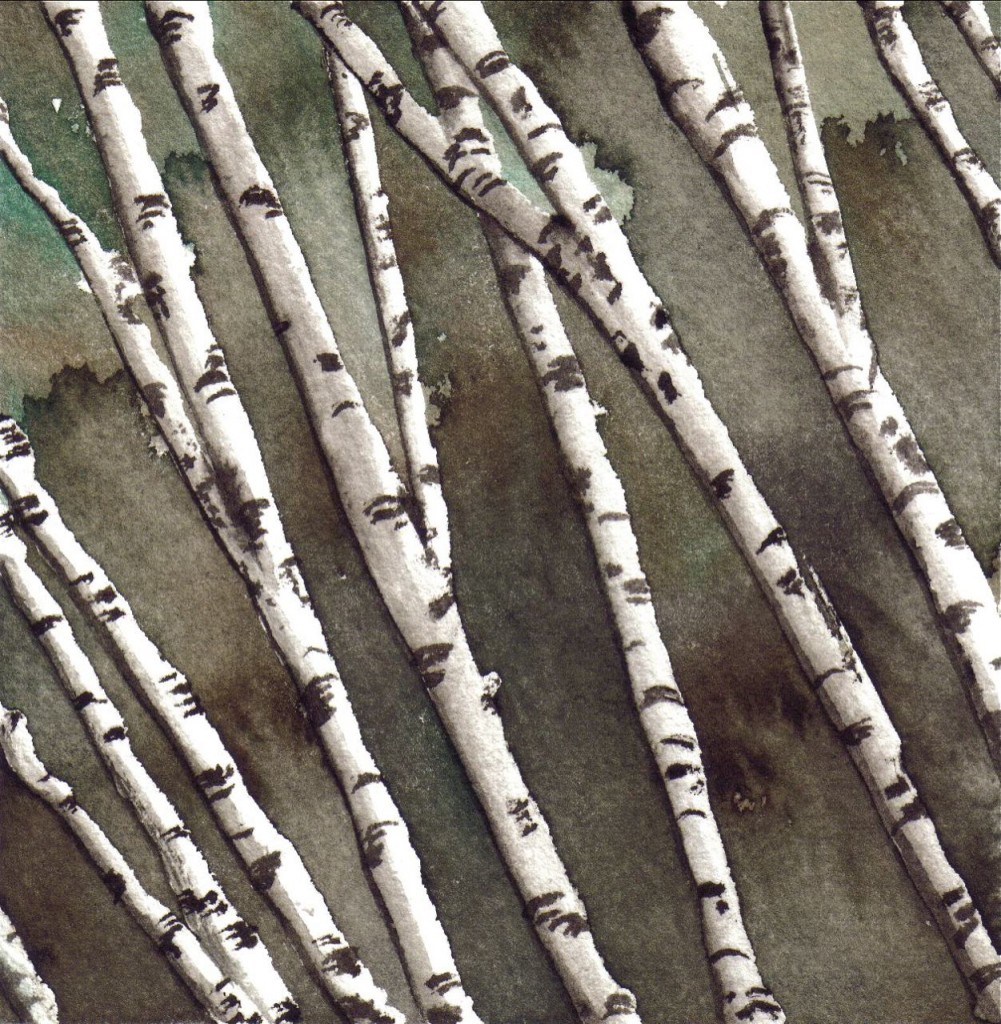 White birch grove_2