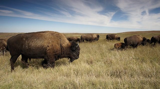 Bison on the Dakota prairie, via Pixabay