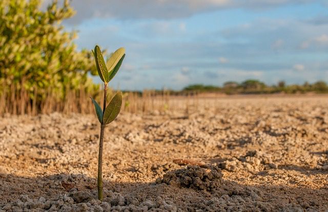 mangrove-910269_640