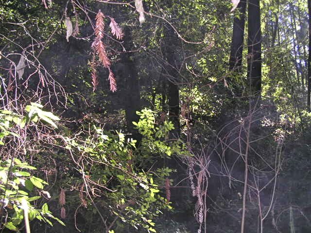 fallspectralwebs
