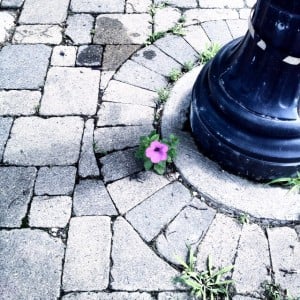 Cropping and contrast adjustment highlighted the color of the unexpected petunia growing out of a crack in the brick sidewalk.