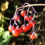 The_berries_of_Bittersweet_-_geograph.org.uk_-_970950