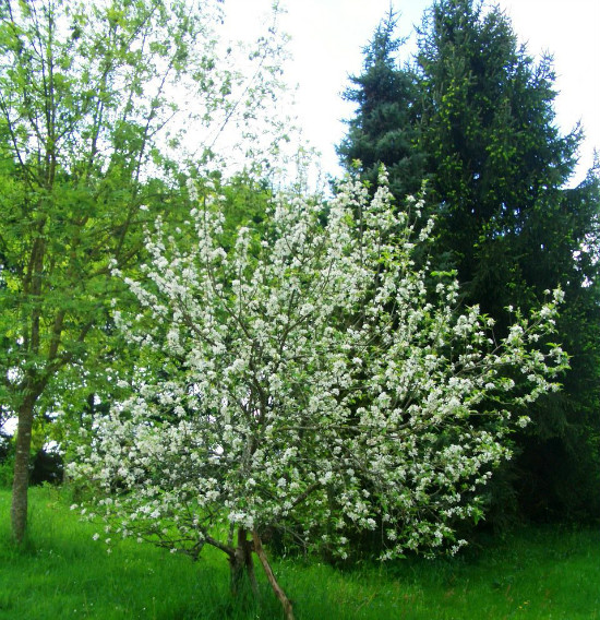 Beltane Apple Blossoms in Brittany.   