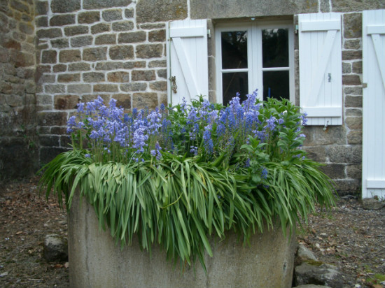 Brittany At Home With the Bluebells 