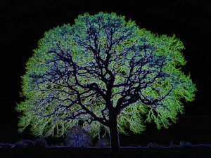 Glowing-tree (1)