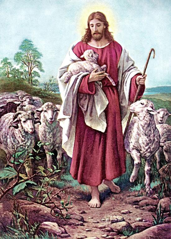 how does a shepherd lead sheep