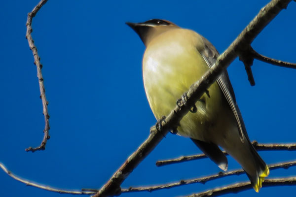 waxwing1