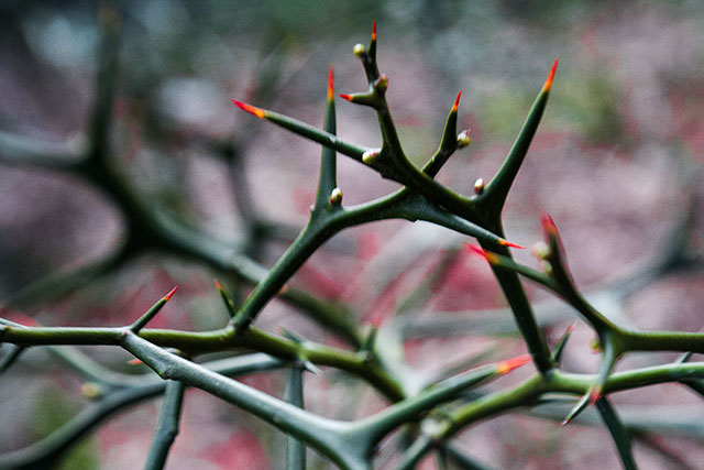 thorns-in-the-spring