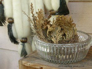 Rose of Jericho (Resurrection plant) New Orleans. Photo by Lilith Dorsey. All rights reserved.