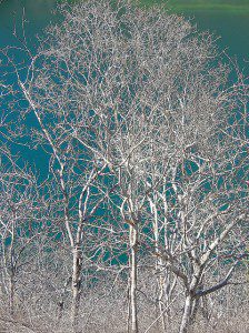 Palo Santo Trees photo by Sara Yeomans. Licensed under CC 2.0