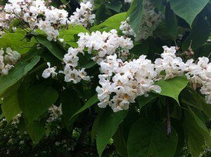 Northern Catalpa Tree in bloom photo by Michelle Tribe. Licensed under CC 2.0