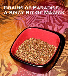 Grains of Paradise photo by Lilith Dorsey. All rights reserved 2015.