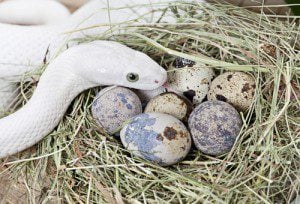 Ratsnake and eggs photo by Kuznetsov Alexey. Courtesy of Shutterstock, all rights reserved.