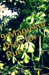 9 magickal uses for rue photo by Lilith Dorsey. All rights reserved.