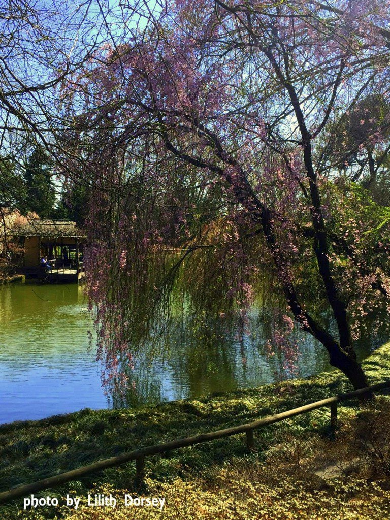 Weeping cherry photo by Lilith Dorsey. All rights reserved.