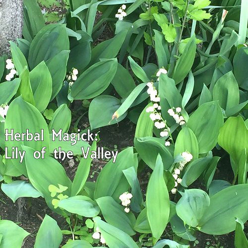 Lily of the Valley photo by Lilith Dorsey. All rights reserved.