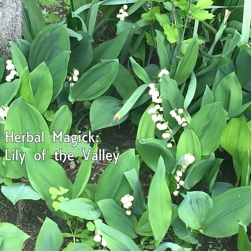 10 Amazing Health Benefits Of Lily Of The Valley