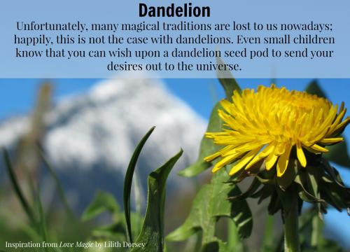 Dandelion photo courtesy of Love Magic. All rights reserved.