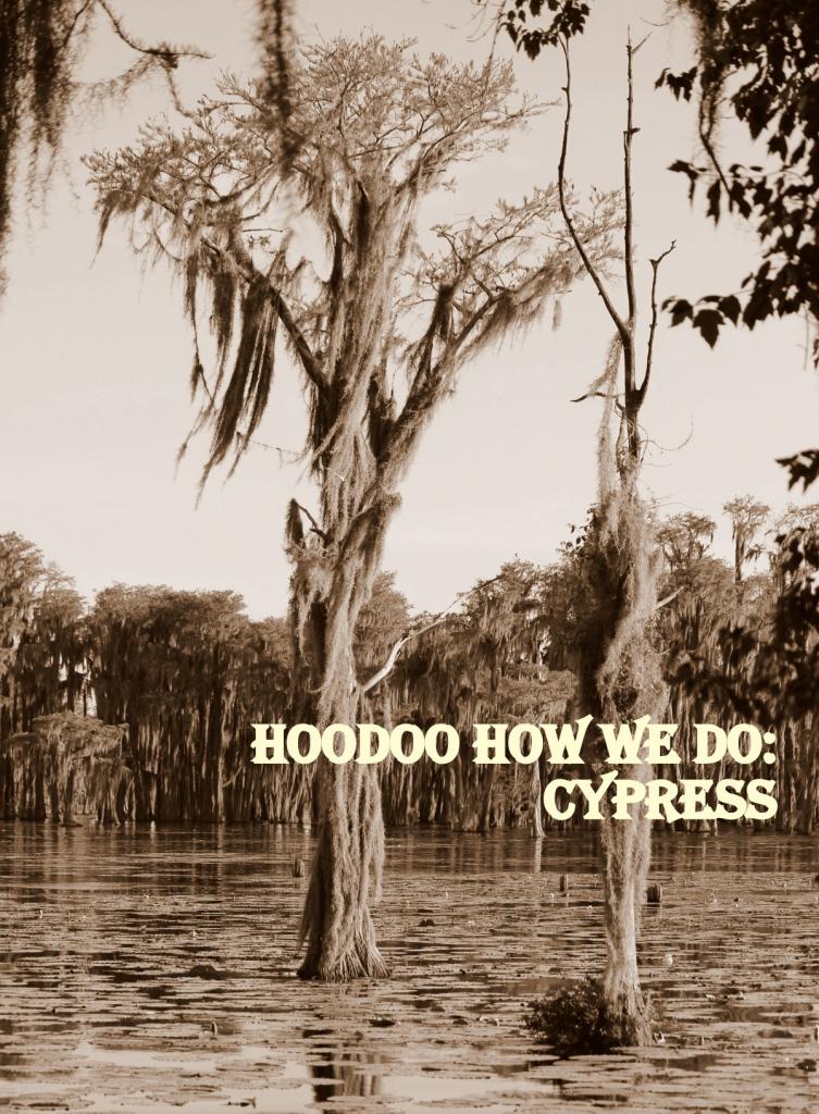 swamp cypress