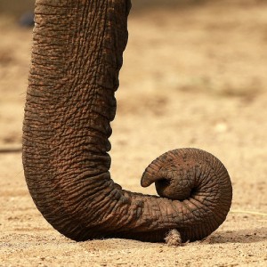 Elephant's Trunk
