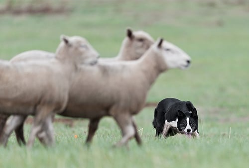 A sheep dog enjoying his job.