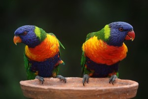 rainbow-lorikeet-686100_1920