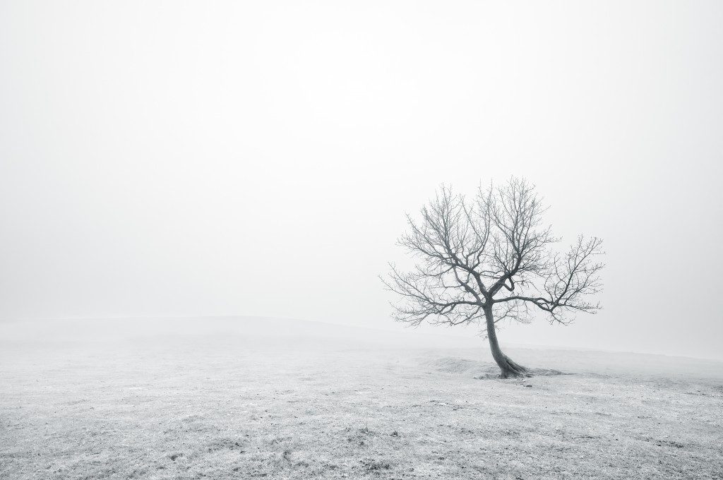 bare lonely tree with beautiful light and fog