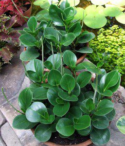 One of the plants I saw in the "Hilton" plant shop was a Peperomia. By Jerzy Opioła (Own work) [GFDL (http://www.gnu.org/copyleft/fdl.html) or CC BY-SA 4.0-3.0-2.5-2.0-1.0 (http://creativecommons.org/licenses/by-sa/4.0-3.0-2.5-2.0-1.0)], via Wikimedia Commons