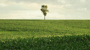 A Lonely Tree in an Iowa Cornfield (courtesy Transcendental Media)