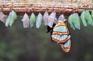 Mystagogy: The contemplative equivalent of the caterpillar-to-butterfly process