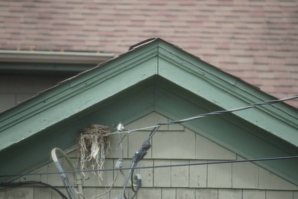A birds nest outside my house