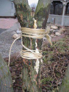 repair-split-tree-1.3-800x800
