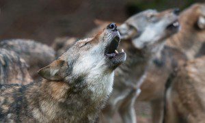 Howling Wolf -Canis lupus-, captive, North Hesse, Hesse, Germany