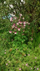 I don't know what this is, but it grows in several places on our property. I don't weed it out because it's pretty.