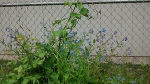 Blackberry, comfrey and morning glory. All over the yard. All over.