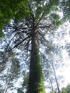A very tall pine impressed on our hike.