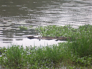 The Park Ranger said an alligator this size was probably 2 years old.