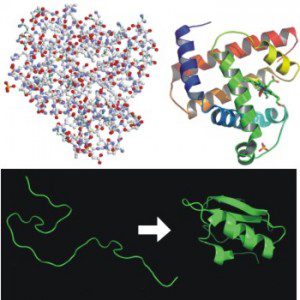 Protein Folding1