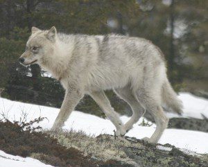 Quebec wild wolf