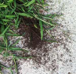 Swarming Ants