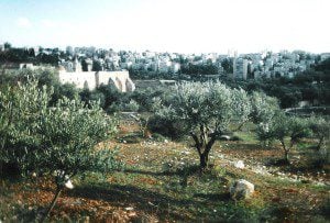 Wild Olive Trees By the Monastery of the Cross