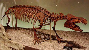 640px-Moeritherium_sp