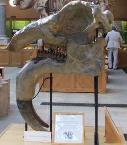 Deinotherium- Oxford Museum