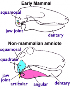 Jaw_joint_-_mammal_n_non-mammal
