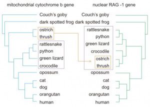 DNA Tree