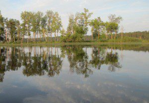 trees and lake