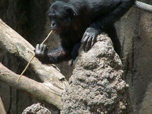 A_Bonobo_at_the_San_Diego_Zoo__fishing__for_termites