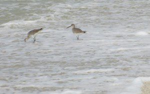 water birds