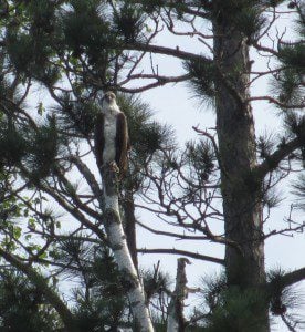 Osprey