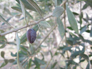 You recognize a tree by the kind of fruit it produces. My picture, from the Kidron Valley. 